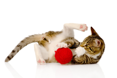 a cat playing with a ball